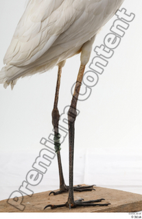 Stork  2 leg 0028.jpg